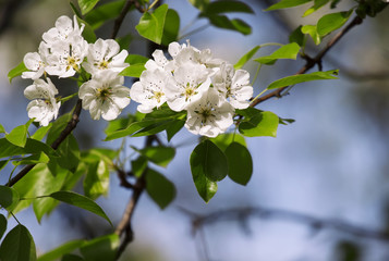 Flowering pear spring, flowers natural background, selective foc