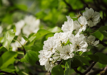 Flowering pear spring, flowers natural background, selective foc