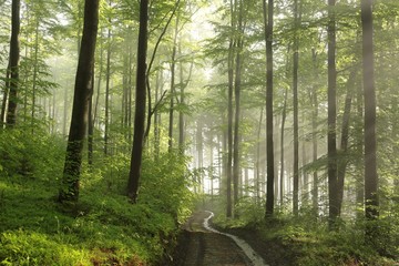 Trail through the spring beech forest