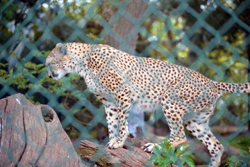 Fototapeta premium cheetah on tree in fota wildlife park