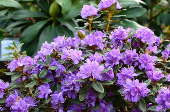 Lila Zwergrhododendronbl&uuml;ten - Rhododendron impeditum 