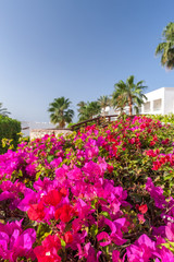 Fototapeta na wymiar pink bougainvillea, Sharm el Sheikh, Egypt.