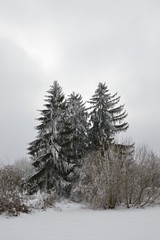 Winterwald