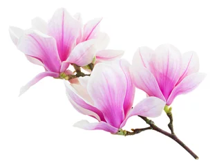Gordijnen Bloeiende roze magnolia bloemen © neirfy