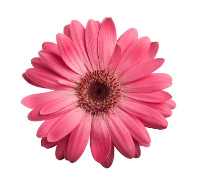 Pink Gerbera