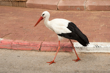 white stork
