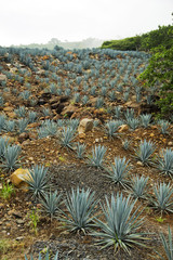 tequila landscape 