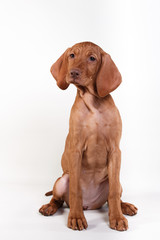  Dog Hungarian Vizsla pointer