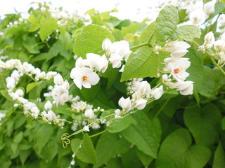 blooming hedges in the countryside, seasonal plant,
