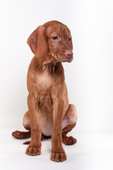  Dog Hungarian Vizsla pointer