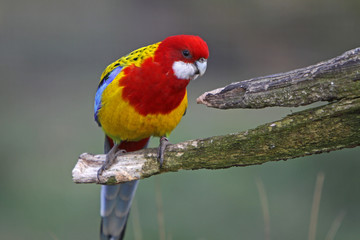 Naklejka premium Rosellasittich