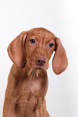 Fototapeta premium Dog Hungarian Vizsla pointer