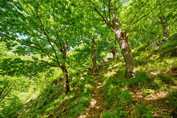 Mountain trail in the forest