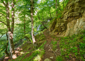 Mountain trail in the forest