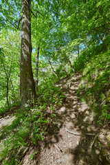 Fototapeta na wymiar Mountain trail in the forest
