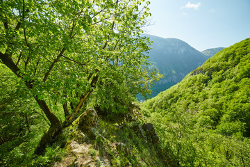 Moutain landscape on springtime