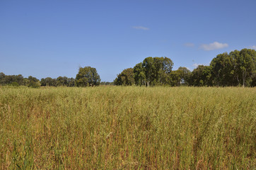 Fototapeta premium forest meadow