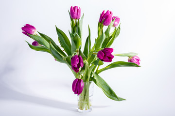 Tulpen