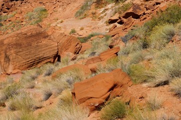 Desert grass on a red sandstone rocks background