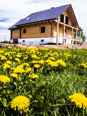 Fototapeta na wymiar .construction of a wooden house and yellow dandelions in the mea