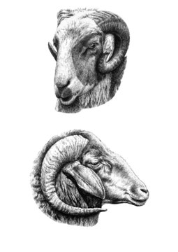 illustration with two heads goat