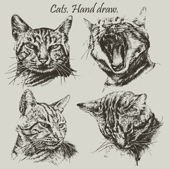 Set with different heads cats