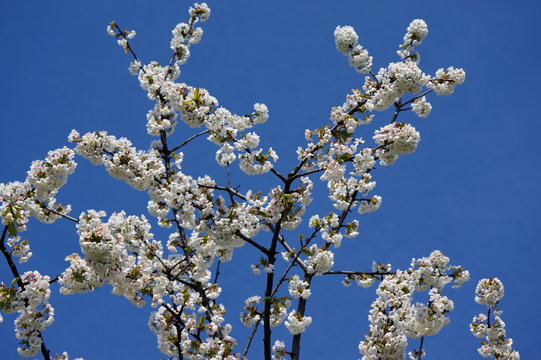 Fototapeta kwiaty wiśni na tle nieba