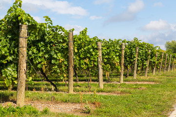 Fototapeta na wymiar Side View of Grape Plantations