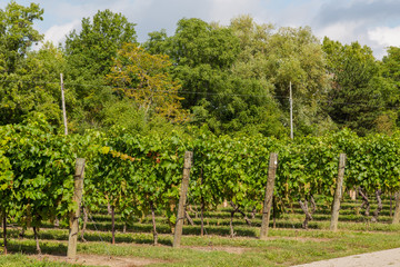 Fototapeta na wymiar Side View of Grape Plantations