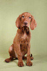  Dog Hungarian Vizsla pointer