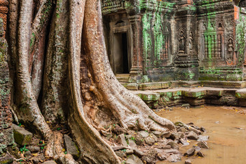 Ta Prohm Temple, Angkor, near Siem Reap, Cambodia