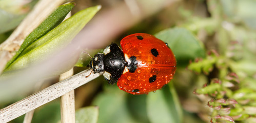 ladybird