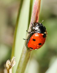 ladybird