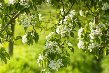 Beautiful white flowers blooming apple trees in spring