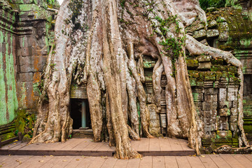 Ta Prohm Temple, Angkor, near Siem Reap, Cambodia