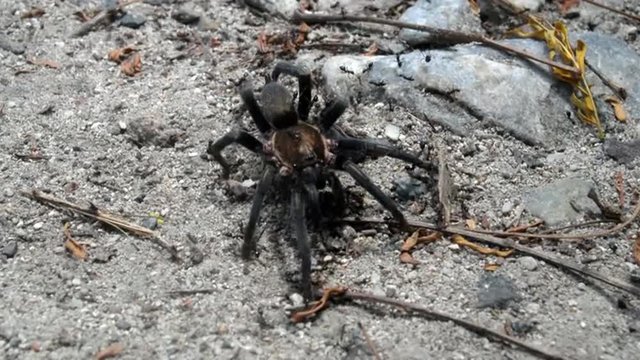 A tarantula stays completely still as a group of ants swarm it.