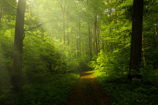 Fototapeta Beautiful rays in the spring forest