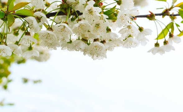  White Flowers On A White Background.