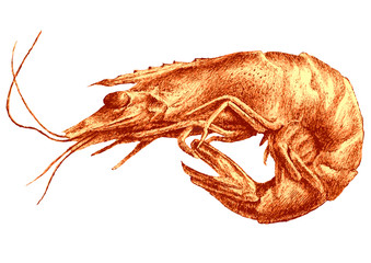 Illustration with shrimp.
