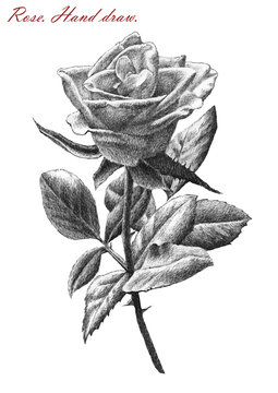 illustration with rose on white background