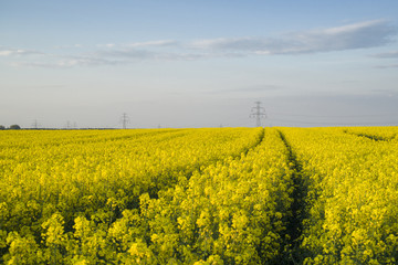 Canola fields