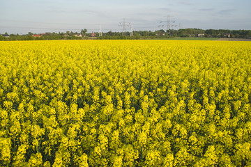 Obraz premium Canola fields
