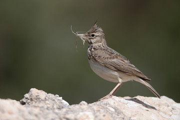 Crested lark, Galerida cristata