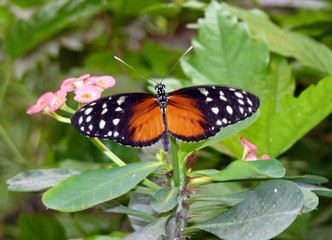 Obraz premium Papillon