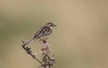 Fan-tailed warbler or zitting cisticola, Cisticola juncidis