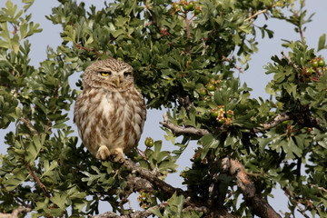 Little owl, Athene noctua