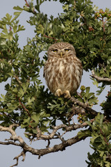 Little owl, Athene noctua