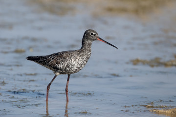 Spotted redshank, Tringa erythropus