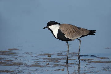 Spur-winged plover or lapwing, Vanellus spinosus