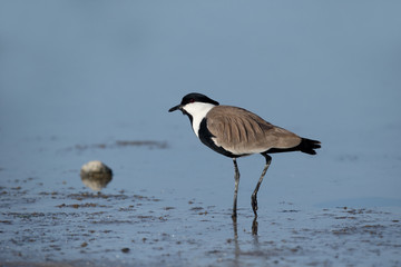Spur-winged plover or lapwing, Vanellus spinosus